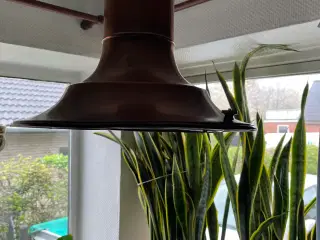 Lampe