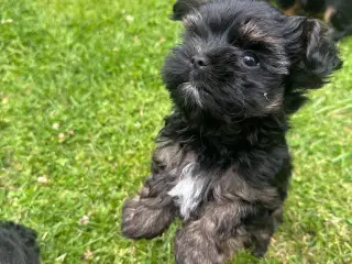 Yorkshire terrier mini 