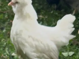 Høne og Hane kyllinger fra 3 juni 2025
