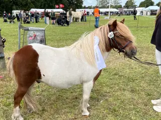 Shet. Vallak med rødt pas