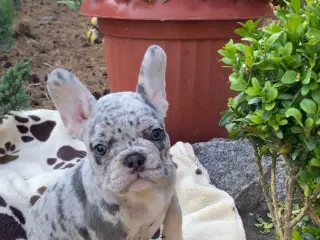 Franske bulldogs