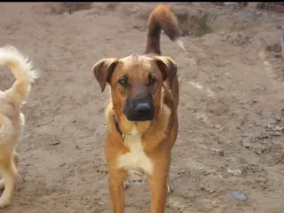 Sødeste Alik søger familie 