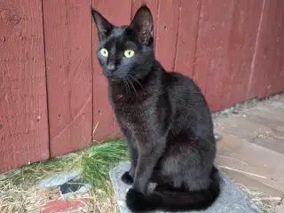 Katte søger nyt hjem