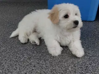  Coton de tulaer 