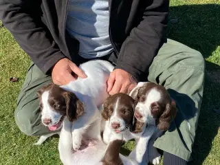 FT Springer Spaniel - 4 hanner klar til nye hjem