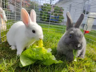 2 søde dværgkaniner sælges