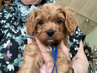 Cavapoo 