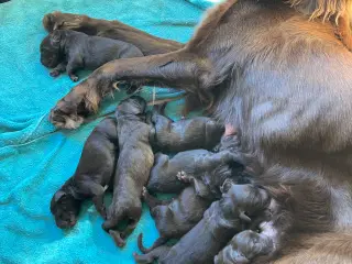 Tysk Langhåret Hønsehunde hvalpe