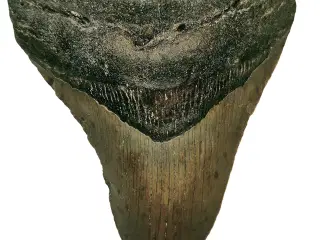 Megalodon tand 12,9 cm