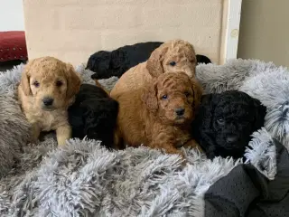 Mini Golden Doodle F1B babyer 