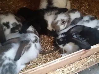 Søde kaniner