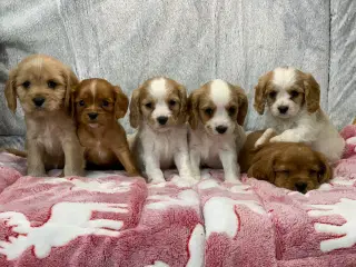 De yndigste cavapoo babyer 