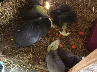 Mini lop 