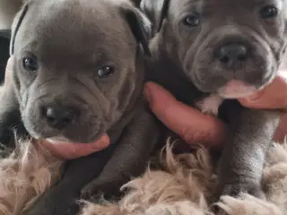British Staffordshire Bull Terrier hvalpe