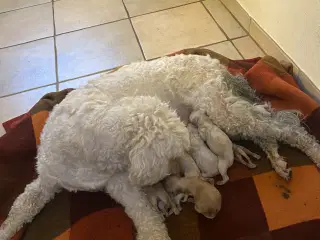  Labradoodle hvalpe