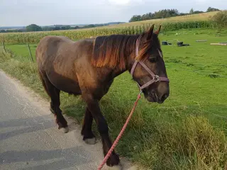 1 årig Jyskhest hingst sælges