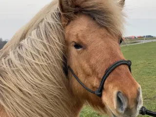 Islænder hoppe  2 år