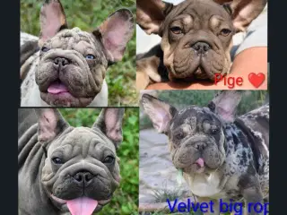 Fransk bulldog. NEDSAT!