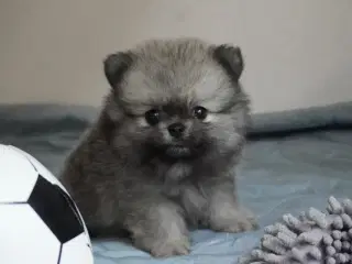Mini Pomeranian