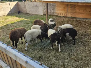 Lammekød 