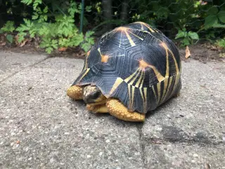 Stråle Skildpadde