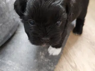 Shih Zhu/puddelhvalpe 2 hanner💙💙