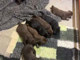 Hundehvalp 