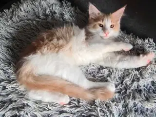 Maine Coon pige