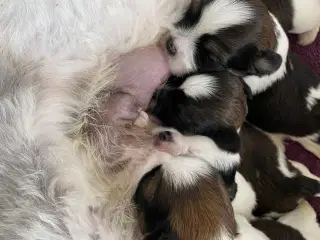Lhasa apso hvalpe 