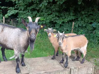 3 gedekid , smukke og tamme