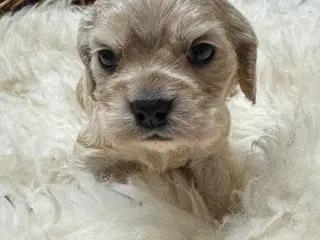 Skønne Amerikanske Cockerspaniel 