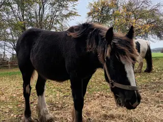 Hest plag Irisch Cop