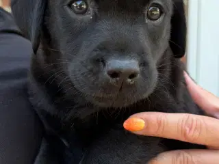 Labrador 