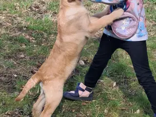 2 lækre golden retriever blandinger 