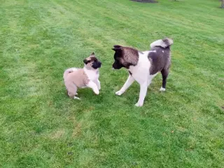 American Akita 