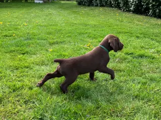 Korthåret tysk hønsehund. Stærke forældre gener.