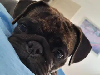 Planlagt kuld - mops