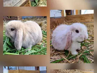 Minilop og lionlop