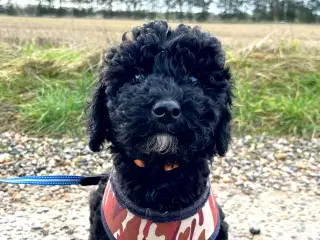 Rejseklar! Skøn lille Labradoodle pige 