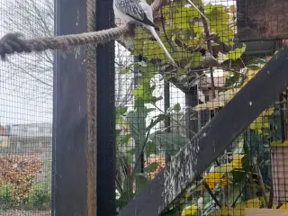 Diamantduer, Hvidgumpet sølv.