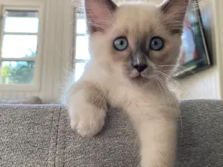 Ragdoll killing