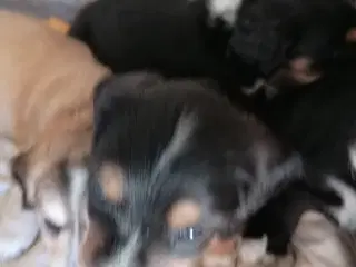 Hundehvalp 