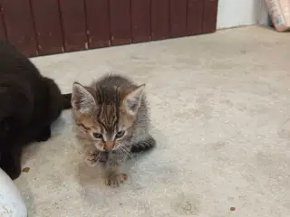 Kattekilling