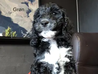 Sproodle/springerdoodle hvalpe