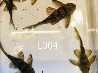 L004 Hypancistus 