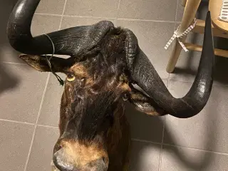 Blue wildebeest, gnu, sølvmedalje