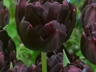Black Hero tulipanløg Pæonblomstrende tulipan 
