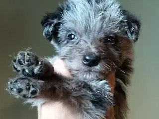 Aussie/lagotto..lækre krøller 