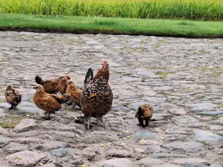 Mille Fleur høns