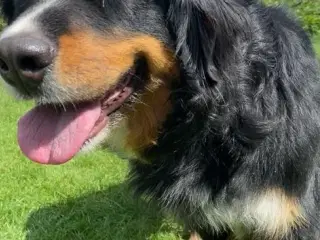 Berner sennnen/labrador hund